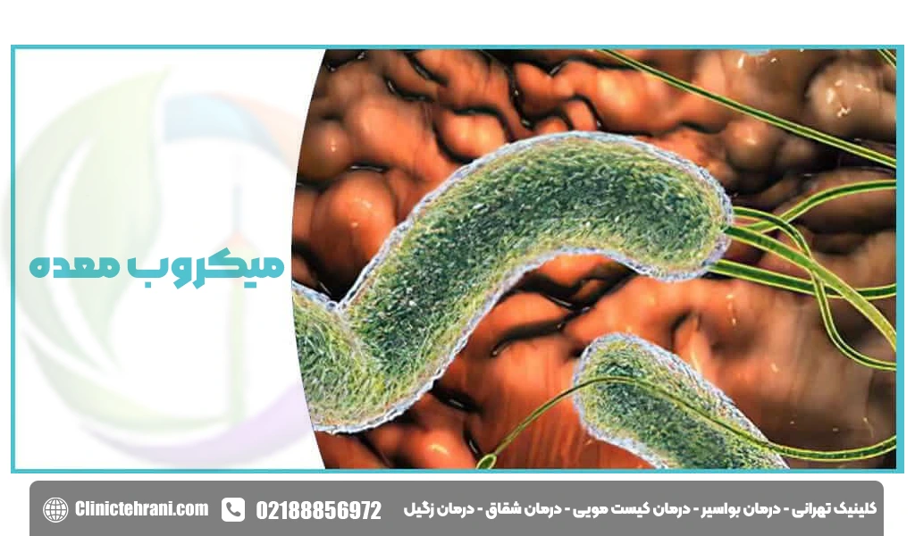 میکروب معده چیست