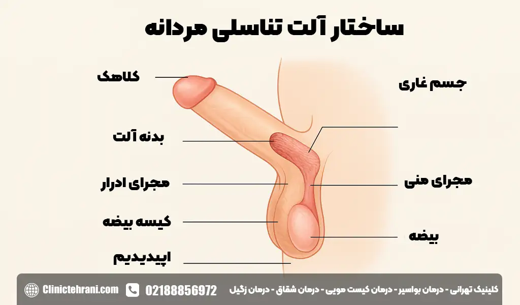 ساختار آلت تناسلی مردانه
