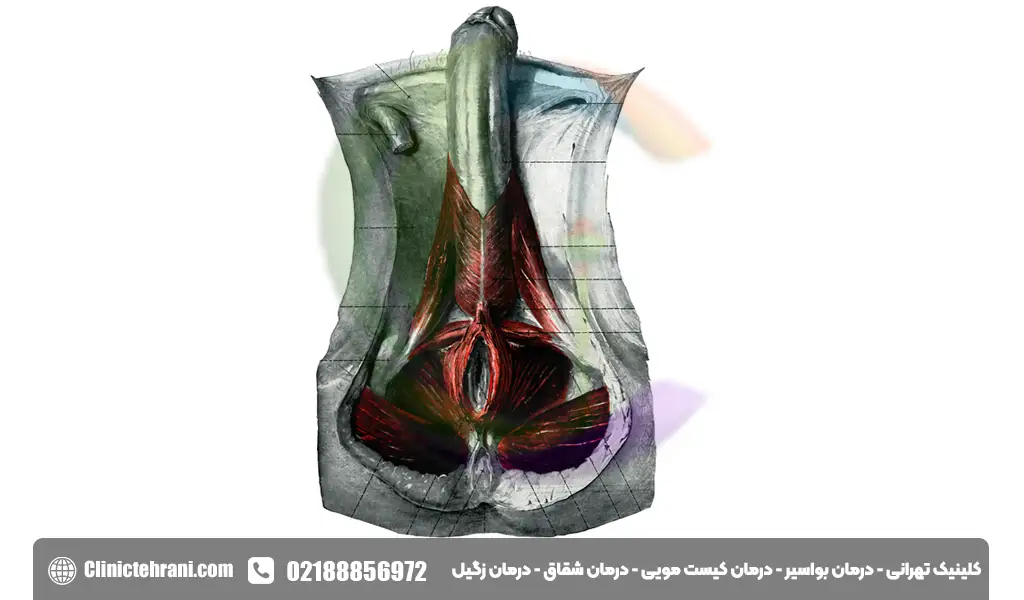 آلت تناسلی چیست؟