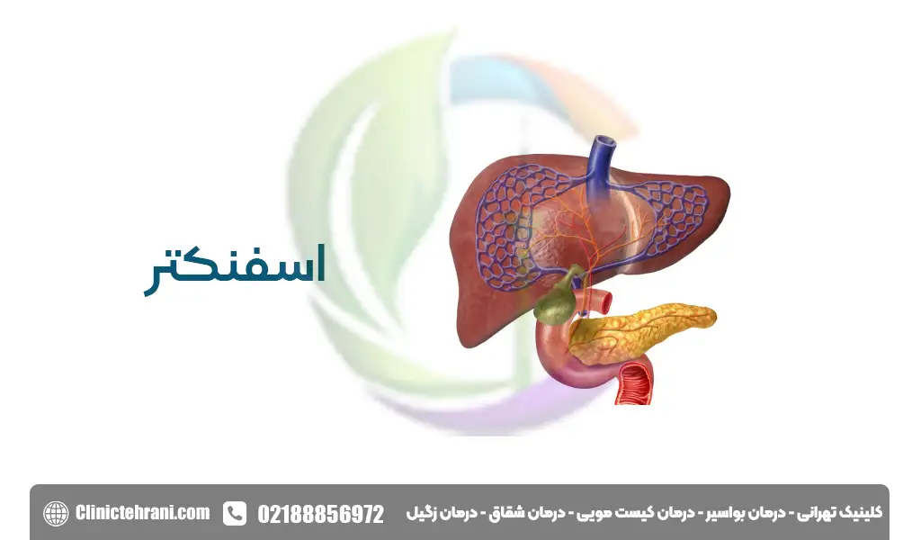 اسفنکتر چیست