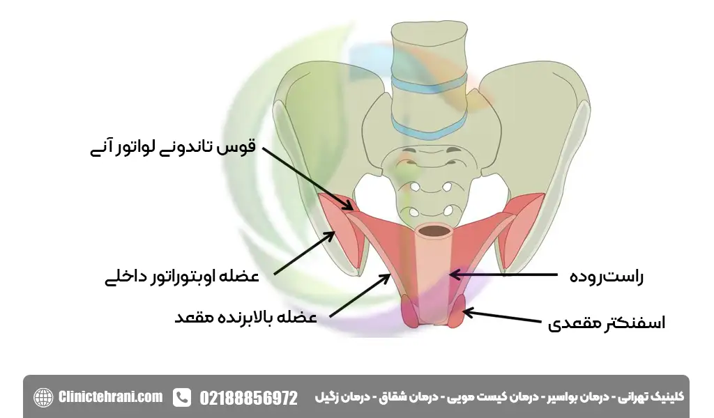 اسفنکتر مقعد