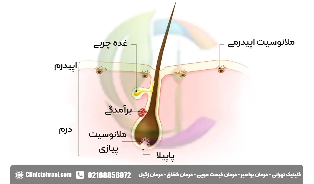 فولیکول چیست