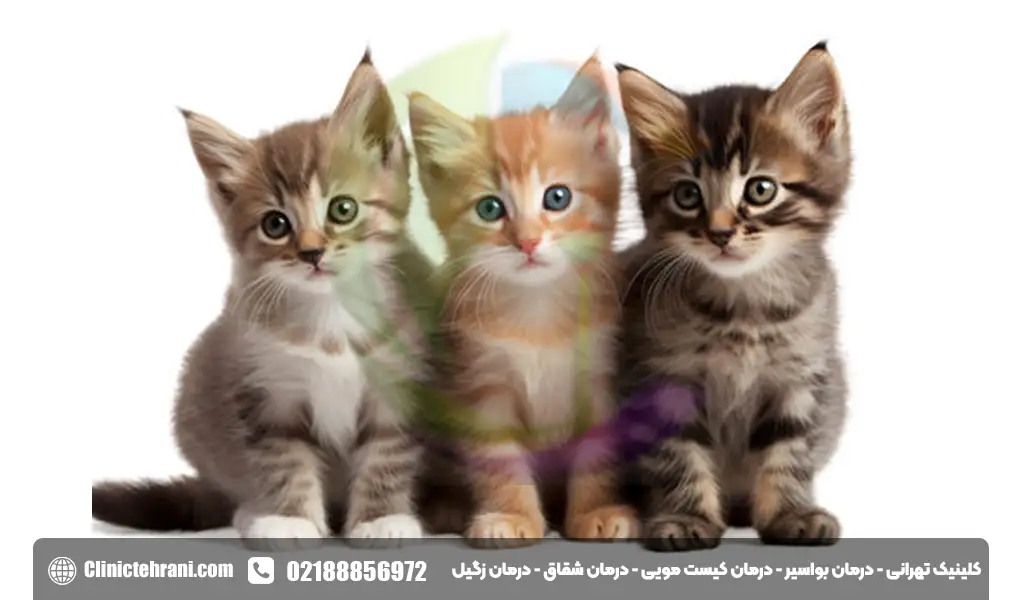 آزیترومایسین برای گربه